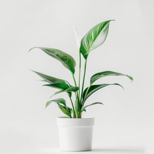 首页 product 03